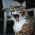 Dell erkent AI-moeheid